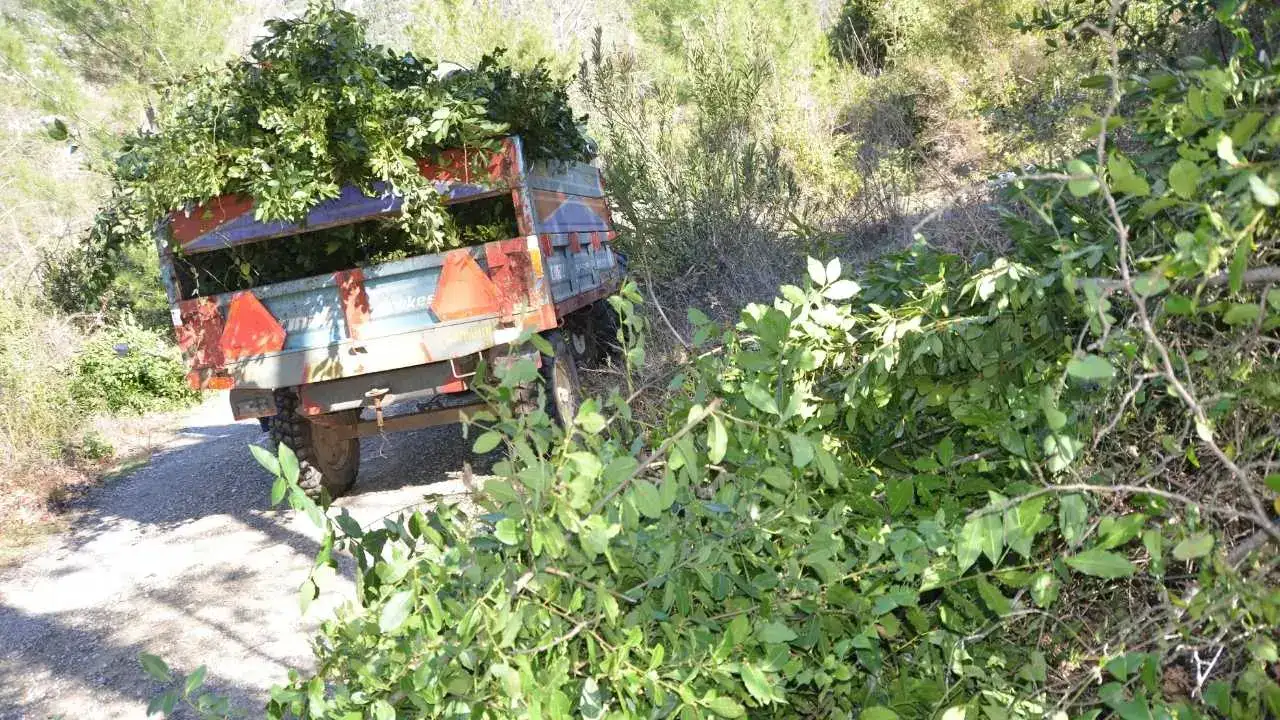 Defne Yaprağı Altın Gibi Kazandırıyor! 1